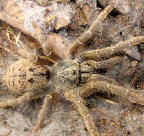 Fort Hall Baboon Tarantula