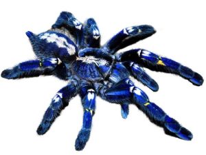 Gooty Sapphire Tarantula