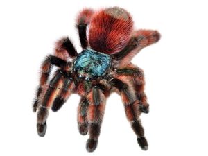 Antilles Pink Toe Tarantula