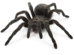 Brazilian Black Tarantula