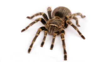 Chaco Golden Knee Tarantula