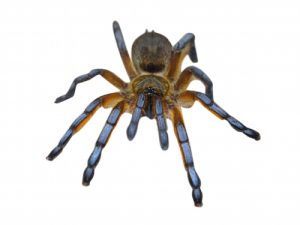 Golden Blue Leg Baboon Tarantula for Sale