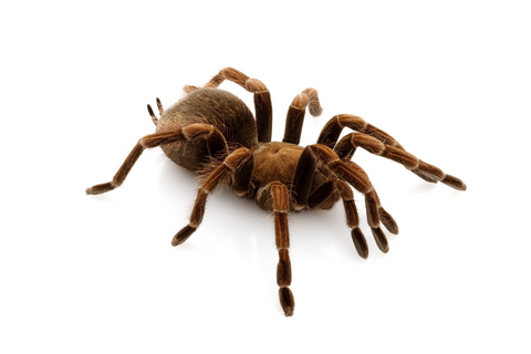 Haitian Brown Tarantula