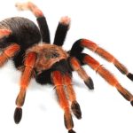 Mexican Fireleg Tarantula