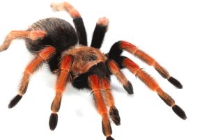 Mexican Fireleg Tarantula