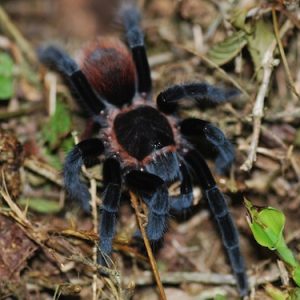 Mexican Red Rump Tarantula