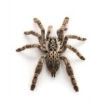 Ornamental Baboon Tarantula