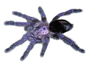 Purple Pink Toe Tarantula