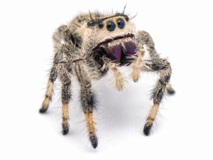 Regal Jumping Spider