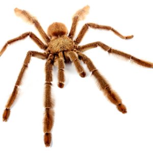 Trinidad Chevron Tarantula