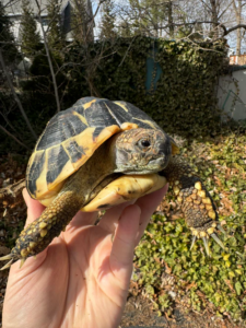 Hermans Tortoise