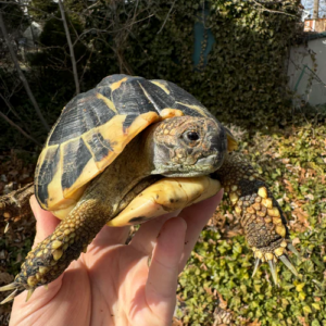 Hermans Tortoise