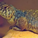 Arabian Blue Uromastyx