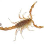 Arizona Bark Scorpion
