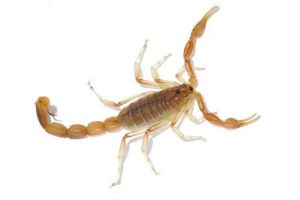 Arizona Bark Scorpion