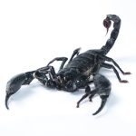 Asian Forest Scorpion