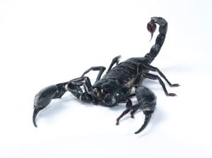 Asian Forest Scorpion