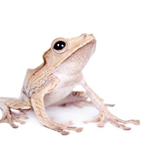 Borneo Eared Tree Frog