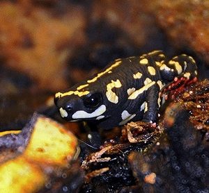 Bumble Bee Toad