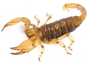 Burrowing Scorpion