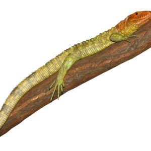 Caiman Lizard