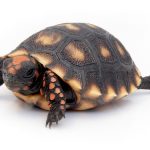 Cherry Head Red Foot Tortoise