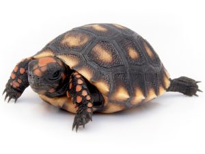 Cherry Head Red Foot Tortoise