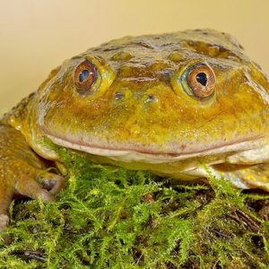 Chilean Wide Mouthed Toad