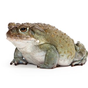 Colorado River Toad