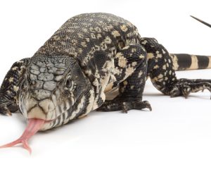 Colombian Tegu