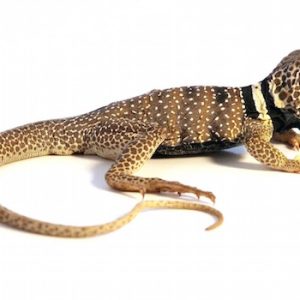 Desert Collared Lizard