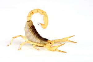 Desert Hairy Scorpion