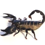 Dictator Scorpion