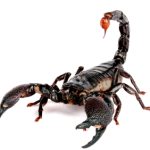 Emperor Scorpion