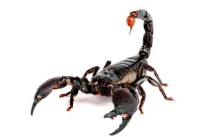 Emperor Scorpion