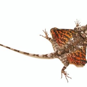 Flying Dragon Lizard