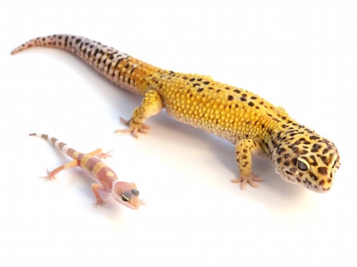 Giant Leopard Gecko