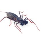 Vinegaroon