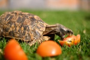 Home's Hingeback Tortoise