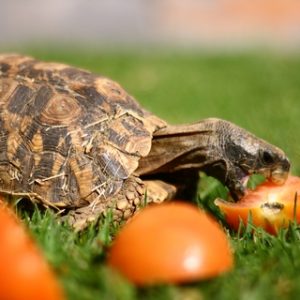 Home's Hingeback Tortoise