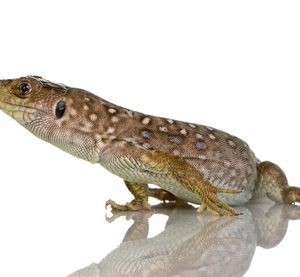 Jewelled Lacerta