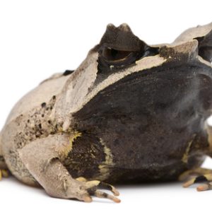 Malayan Horned Frog