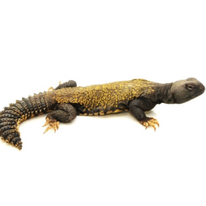 Mali Uromastyx