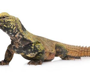 Moroccan Uromastyx