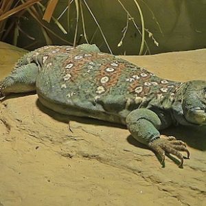 Ocellated Uromastyx