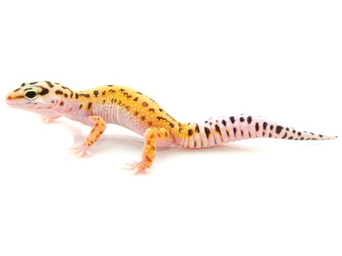 Pinstripe Leopard Gecko