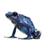 Blue Poison Dart Frog