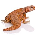 Red Niger Uromastyx