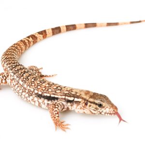 Red Tegu