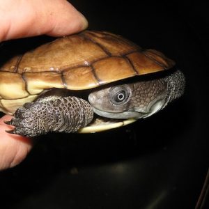 Reimanns Snakeneck Turtle